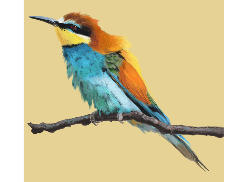 toucan