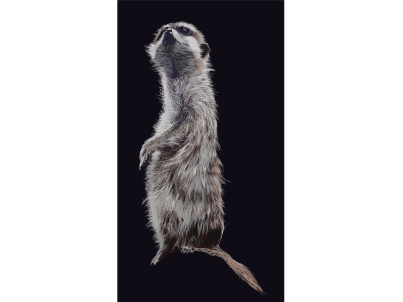 suricate