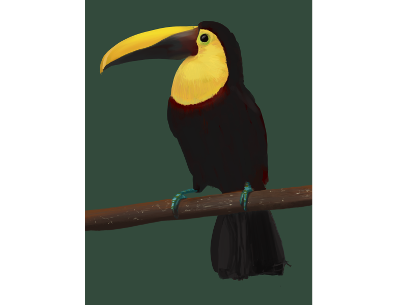 toucan